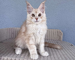 Кошки в Кудрово: Котенок мейн-кун, шейдед линия , в брид Мальчик, 80 000 руб. - фото 2