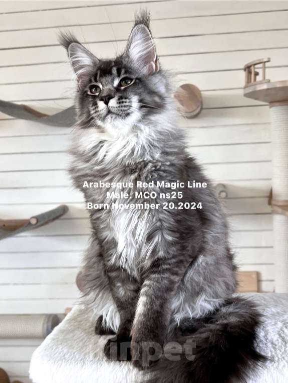 Кошки в Наро-Фоминске: Arabesque .Male.  MCO ns25 .Born 20.11.2024 Мальчик, 100 000 руб. - фото 4