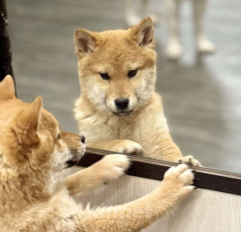 Собаки в Балашихе: Мальчик сиба ину Мальчик, 35 000 руб. - фото 1