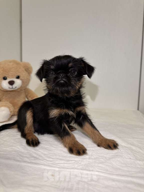 Собаки в Москве: Девочка бельгийский гриффон Девочка, 80 руб. - фото 1