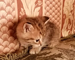 Кошки в Кемерово: Отдам котёнка в добрые руки Девочка, 10 руб. - фото 3