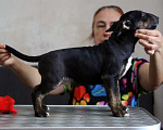 Собаки в Санкт-Петербурге: Щенки миниатюрного бультерьера чистые по генетическим тестам Мальчик, Бесплатно - фото 9