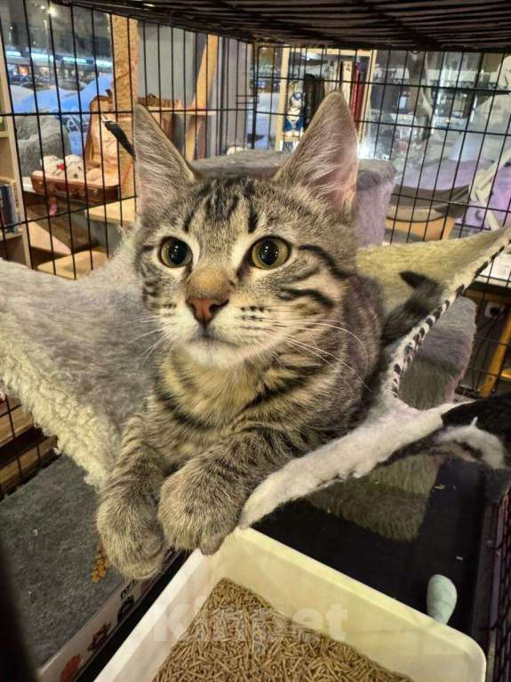 Кошки в Москве: Милый котёнок в добрые руки  Мальчик, Бесплатно - фото 2