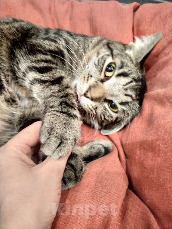 Кошки в Санкт-Петербурге: Котик Веня в добрые руки Девочка, Бесплатно - фото 7