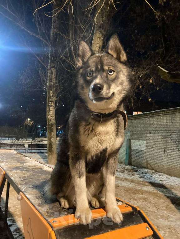 Собаки в Москве: Найдена Хаски девочка Девочка, Бесплатно - фото 2