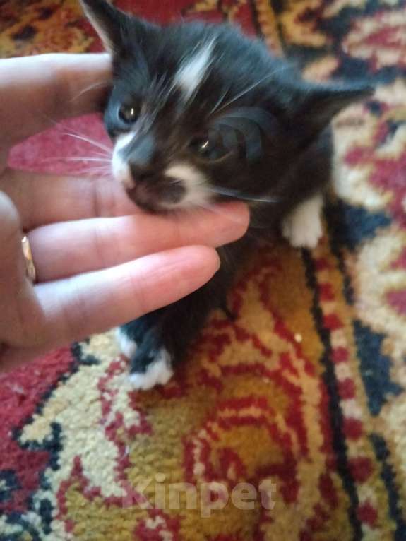 Кошки в Кирове: Красивый черно белый котик Девочка, Бесплатно - фото 3