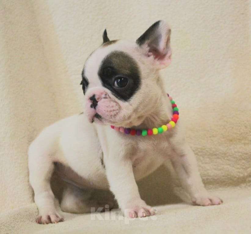 Собаки в Москве: Очаровательная француженка Девочка, 130 000 руб. - фото 2