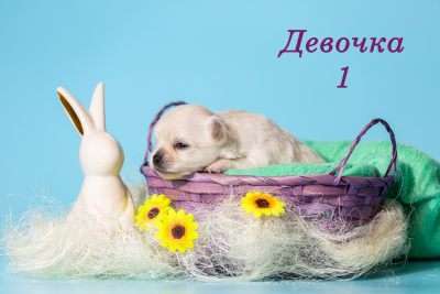 Собаки в Казани: щенки чихуахуа Девочка, 40 000 руб. - фото 3