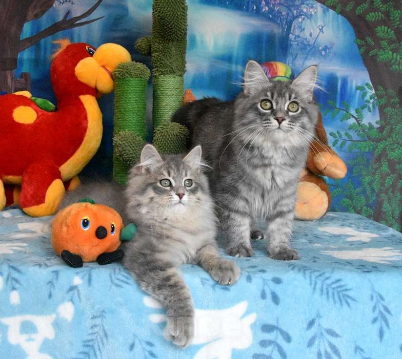 Кошки в Москве: Сибирский котик Мариот Мальчик, 60 000 руб. - фото 3