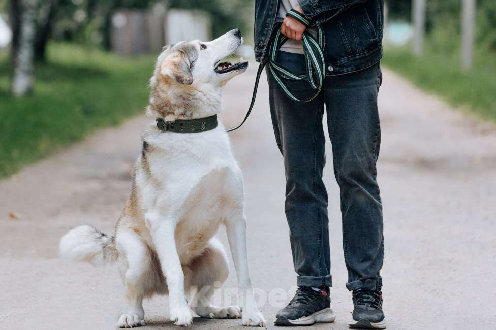 Собаки в Москве: Ярик в поисках дома Мальчик, Бесплатно - фото 7