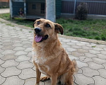 Собаки в Санкт-Петербурге: Рыжее солнышко Мальчик, 17 руб. - фото 2