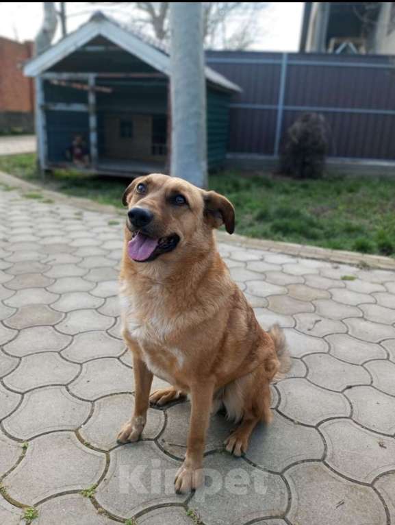 Собаки в Санкт-Петербурге: Рыжее солнышко Мальчик, 17 руб. - фото 2