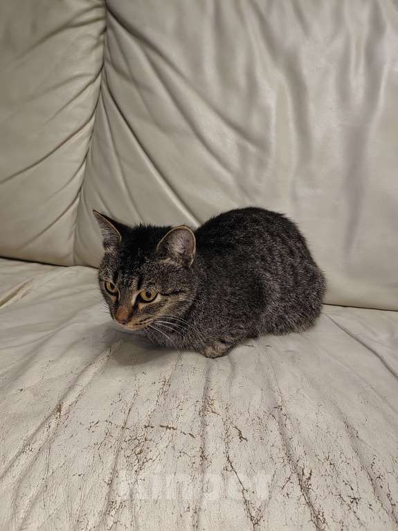 Кошки в Тюмени: Молодая кошечка Девочка, Бесплатно - фото 3