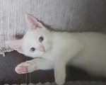 Кошки в Пензе: Отдам в добрые руки котика Мальчик, Бесплатно - фото 1