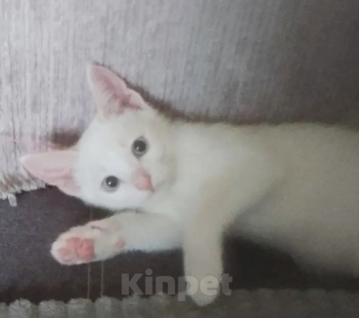 Кошки в Пензе: Отдам в добрые руки котика Мальчик, Бесплатно - фото 1