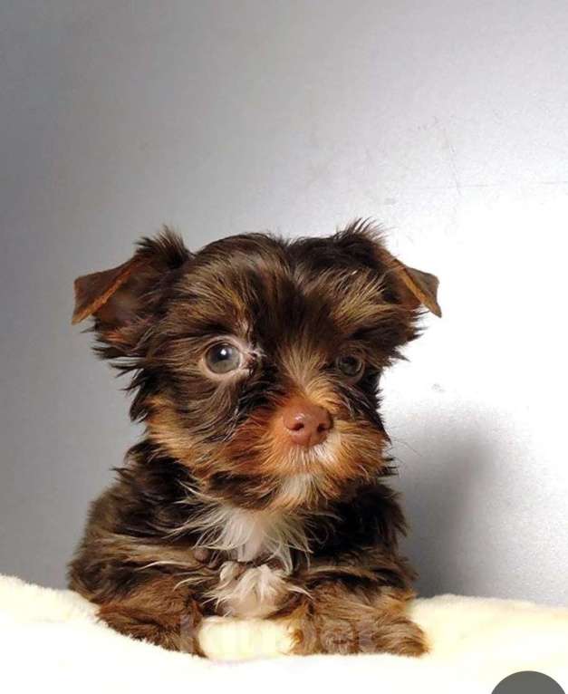 Собаки в Мытищах: Мини мальчик Мальчик, 35 000 руб. - фото 2