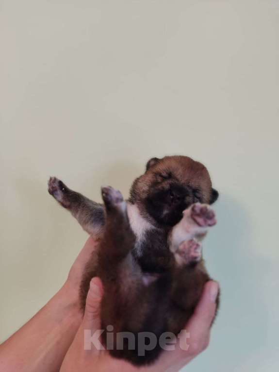 Собаки в Химках: Девочка сиба-ину Девочка, Бесплатно - фото 3