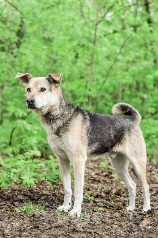 Собаки в Москве: Не дайте угаснуть в приюте нежному псу!  Мальчик, Бесплатно - фото 3