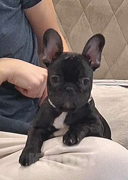 Собаки в Щелково: Милый щенок французского бульдога Мальчик, Бесплатно - фото 2
