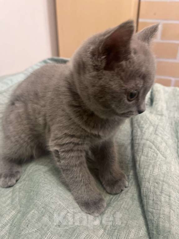 Кошки в Реутове: Шотландская прямоухая котёнок Девочка, 10 000 руб. - фото 2