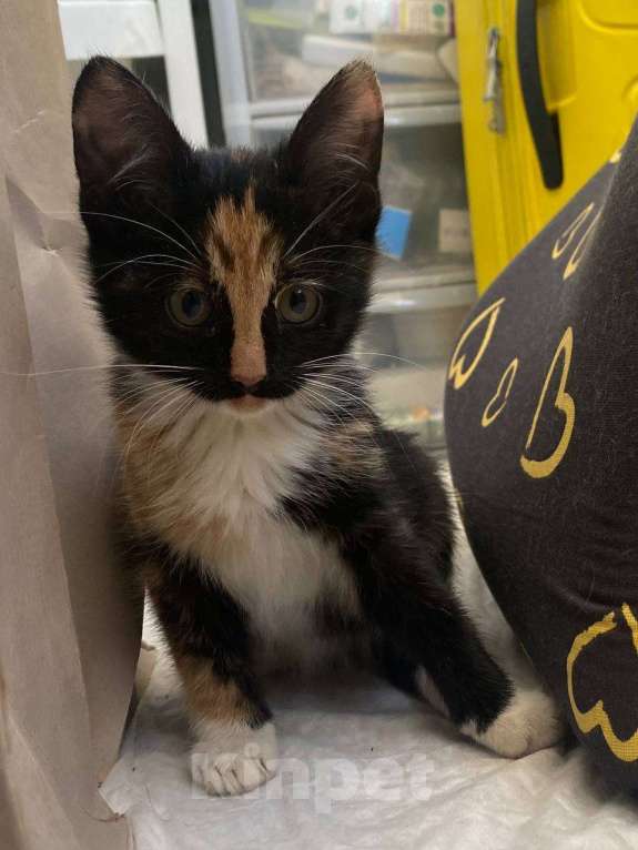 Кошки в Москве: Ищу дом Девочка, Бесплатно - фото 4