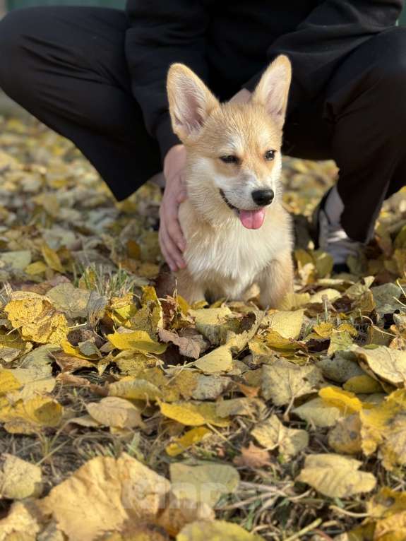 Собаки в Ковровом: Продам щенка  Девочка, 40 000 руб. - фото 4