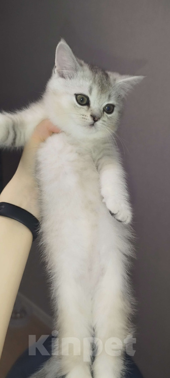 Кошки в Москве: Шотландский прямоухий котенок Мальчик, 11 000 руб. - фото 1