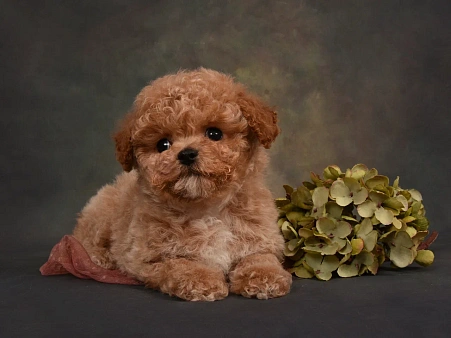 Щенок мальчик Пушон