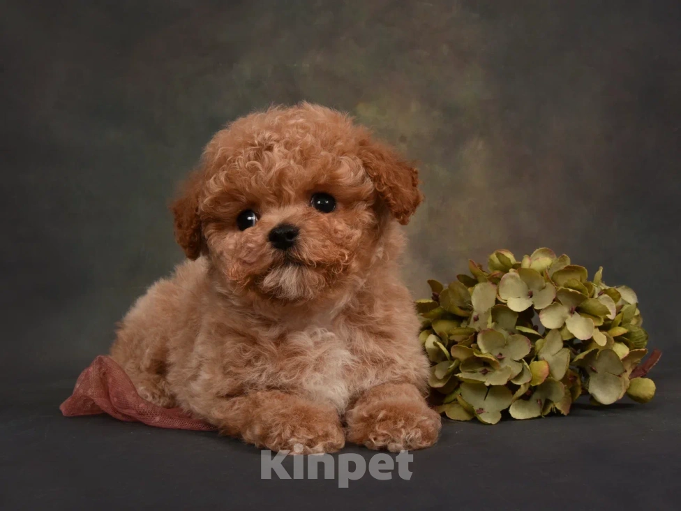 Собаки в Москве: Щенок мальчик Пушон Мальчик, 120 000 руб. - фото 1