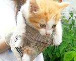 Кошки в Москве: Котенок в добрые руки  Мальчик, Бесплатно - фото 2
