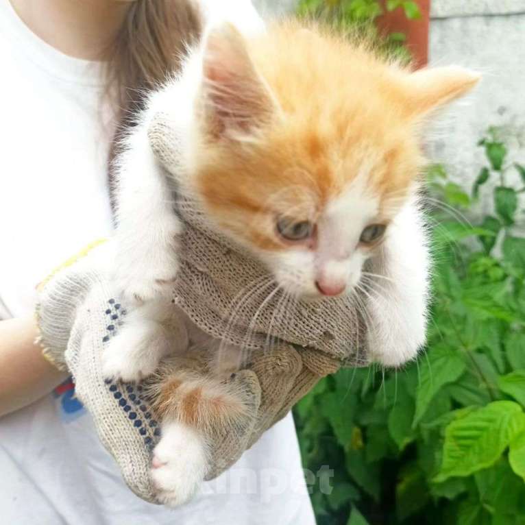Кошки в Москве: Котенок в добрые руки  Мальчик, Бесплатно - фото 2