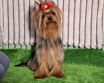 Собаки в Москве: Йорк мальчик Мальчик, Бесплатно - фото 5