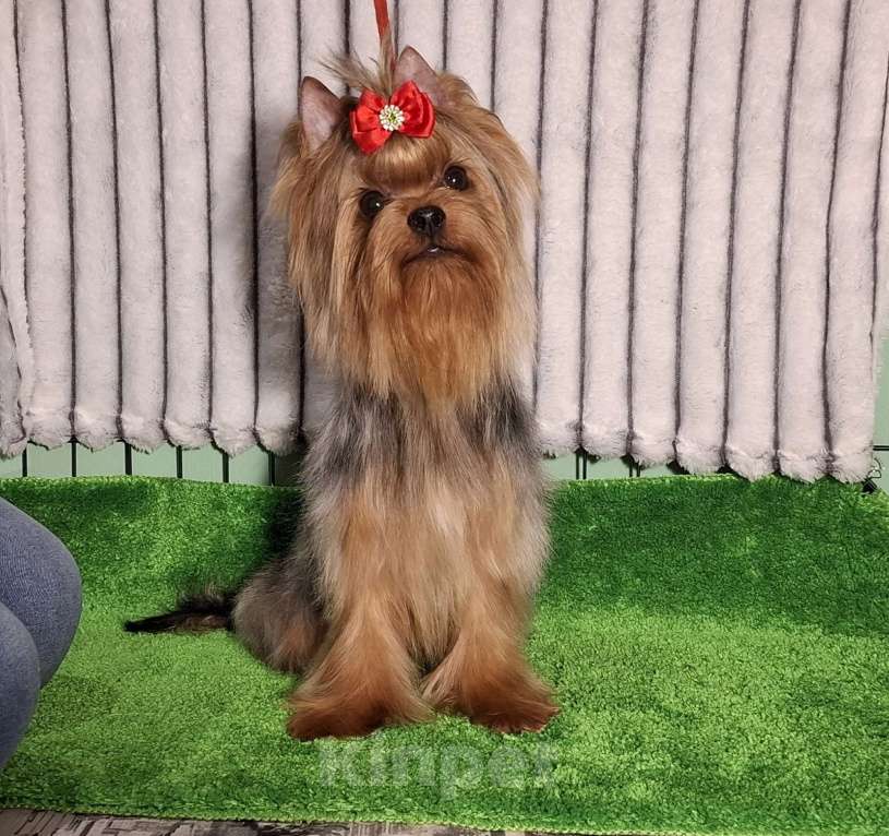 Собаки в Москве: Йорк мальчик Мальчик, Бесплатно - фото 5