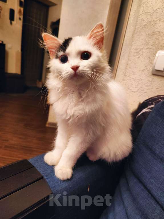 Кошки в Люберцах: Манчкин разноглазый  Мальчик, 1 000 руб. - фото 1