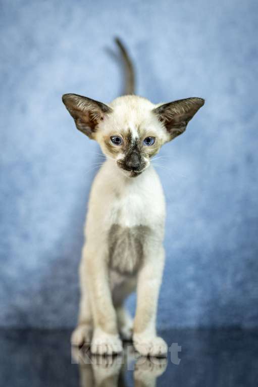 Кошки в Санкт-Петербурге: Сиамские Ориентальные Высокопородные котята Мальчик, 110 000 руб. - фото 2