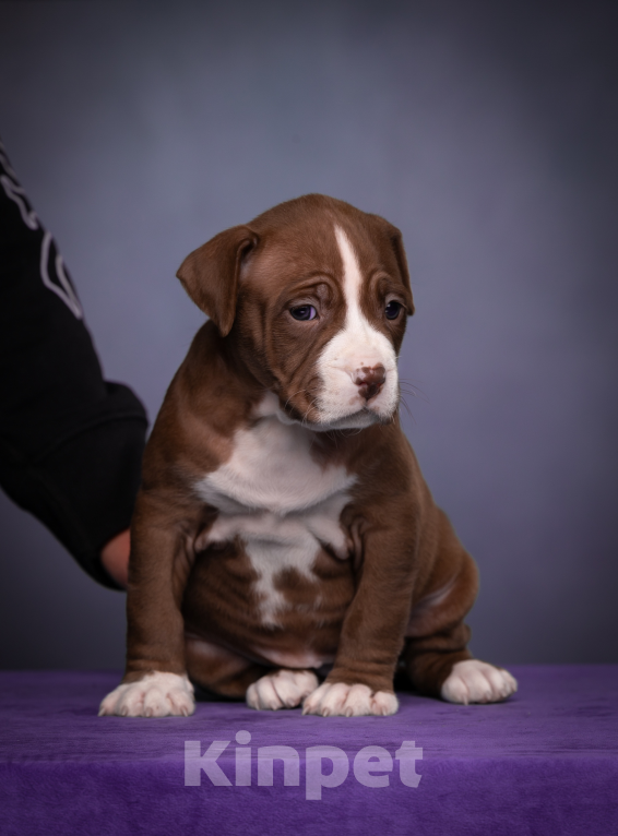 Собаки в других городах Ленинградской области: Щенки американского питбультерьера Мальчик, 80 000 руб. - фото 5