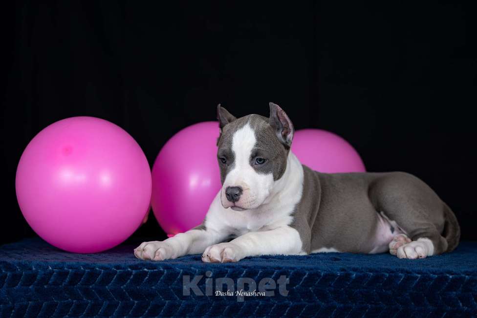 Собаки в Москве: Щенки американского стаффордширтерьера Девочка, 80 000 руб. - фото 2