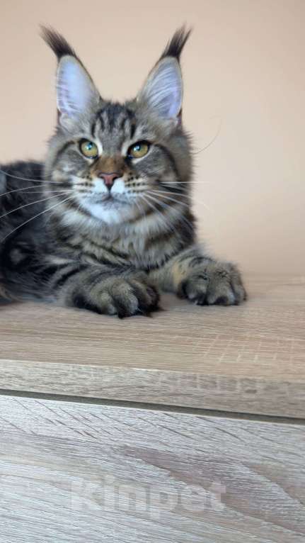 Кошки в Москве: Кошка МСО n22 Девочка, 70 000 руб. - фото 5