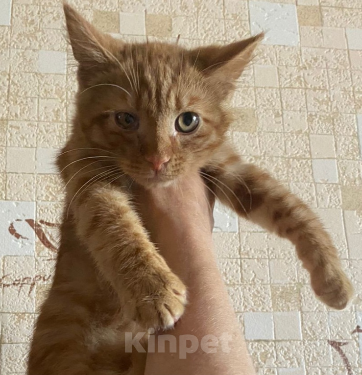 Кошки в Москве: Добрейший рыжий ласкун ищет дом Мальчик, Бесплатно - фото 1