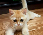 Кошки в Москве: Котенок золотая шиншилла Мальчик, 17 000 руб. - фото 4
