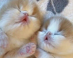 Кошки в Керчи: персидские котята Мальчик, 6 000 руб. - фото 1