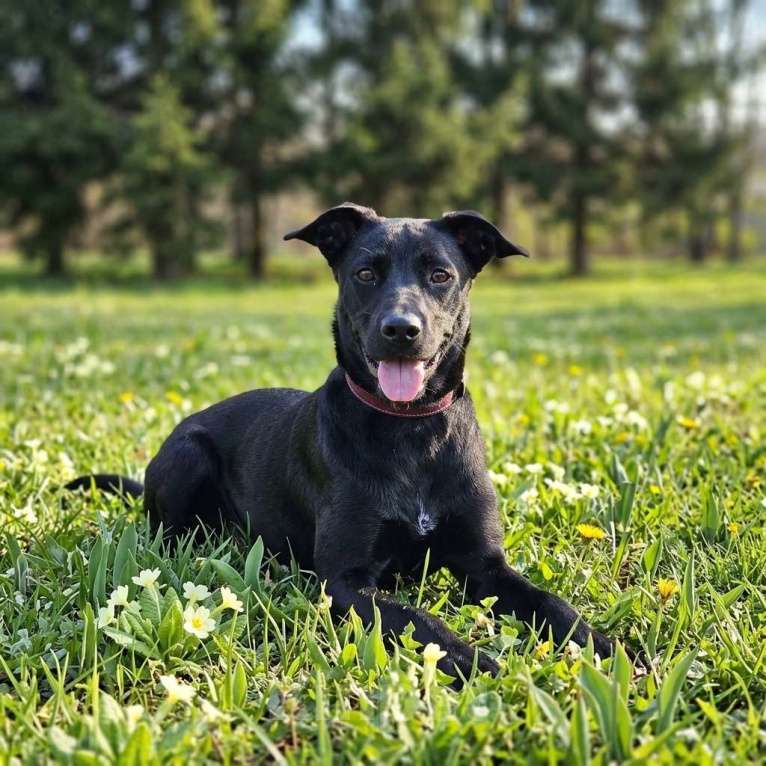 Собаки в Москве: собака Мия в добрые руки Девочка, Бесплатно - фото 3