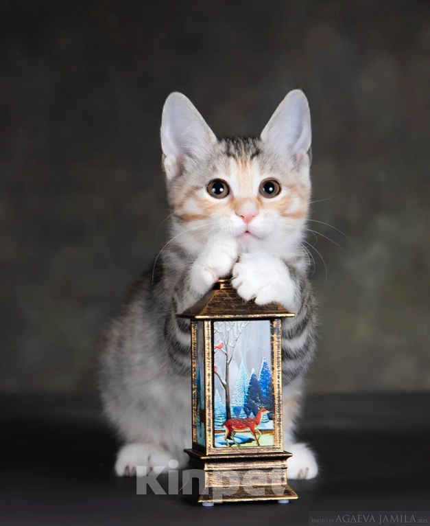 Кошки в других городах Московской области: Кошка курильского бобтейла Девочка, 45 000 руб. - фото 5