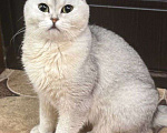 Кошки в Москве: Вислоухую кошечку выкинули! Срочный поиск дома! Девочка, Бесплатно - фото 1