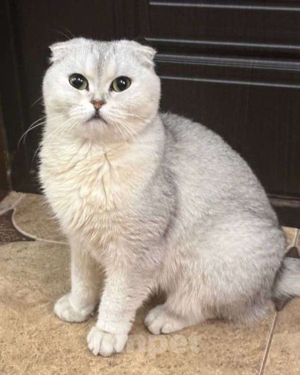 Кошки в Москве: Вислоухую кошечку выкинули! Срочный поиск дома! Девочка, Бесплатно - фото 1