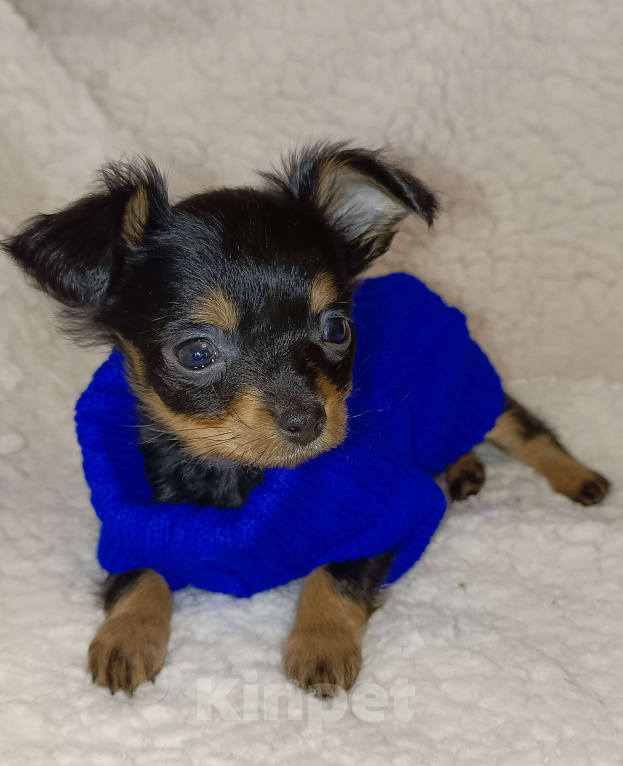 Собаки в Москве: Парис Мальчик, 45 000 руб. - фото 3