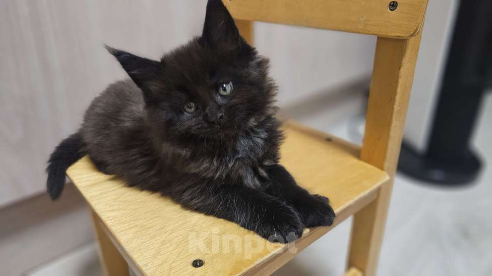 Кошки в Санкт-Петербурге: Котята мэйнкунов Мальчик, 30 000 руб. - фото 2