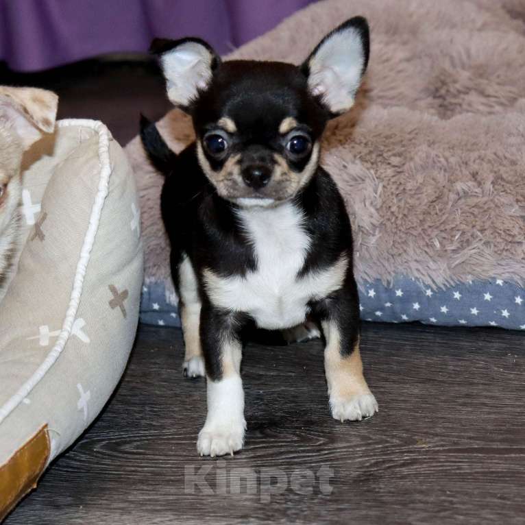 Собаки в Москве: Чудесный мальчик чихуа Мальчик, 55 000 руб. - фото 1