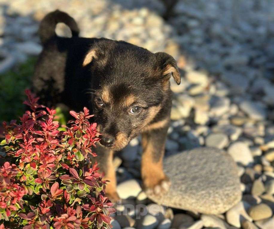 Собаки в Москве: Милая щенок-девочка Тея в добрые руки Девочка, Бесплатно - фото 5