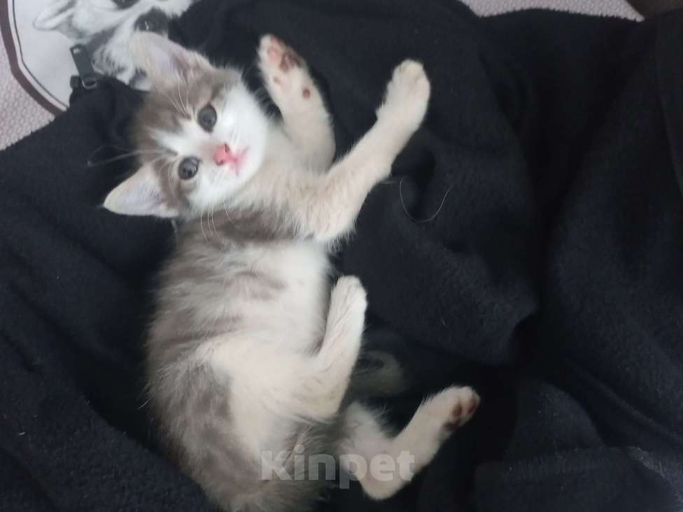 Кошки в Перми: отдаю котёнка Мальчик, Бесплатно - фото 2